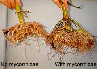 myccorhizae.jpg